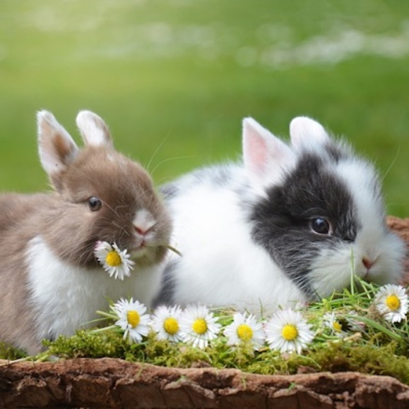 Meet your Posher, Amanda - Picture 1 of 1